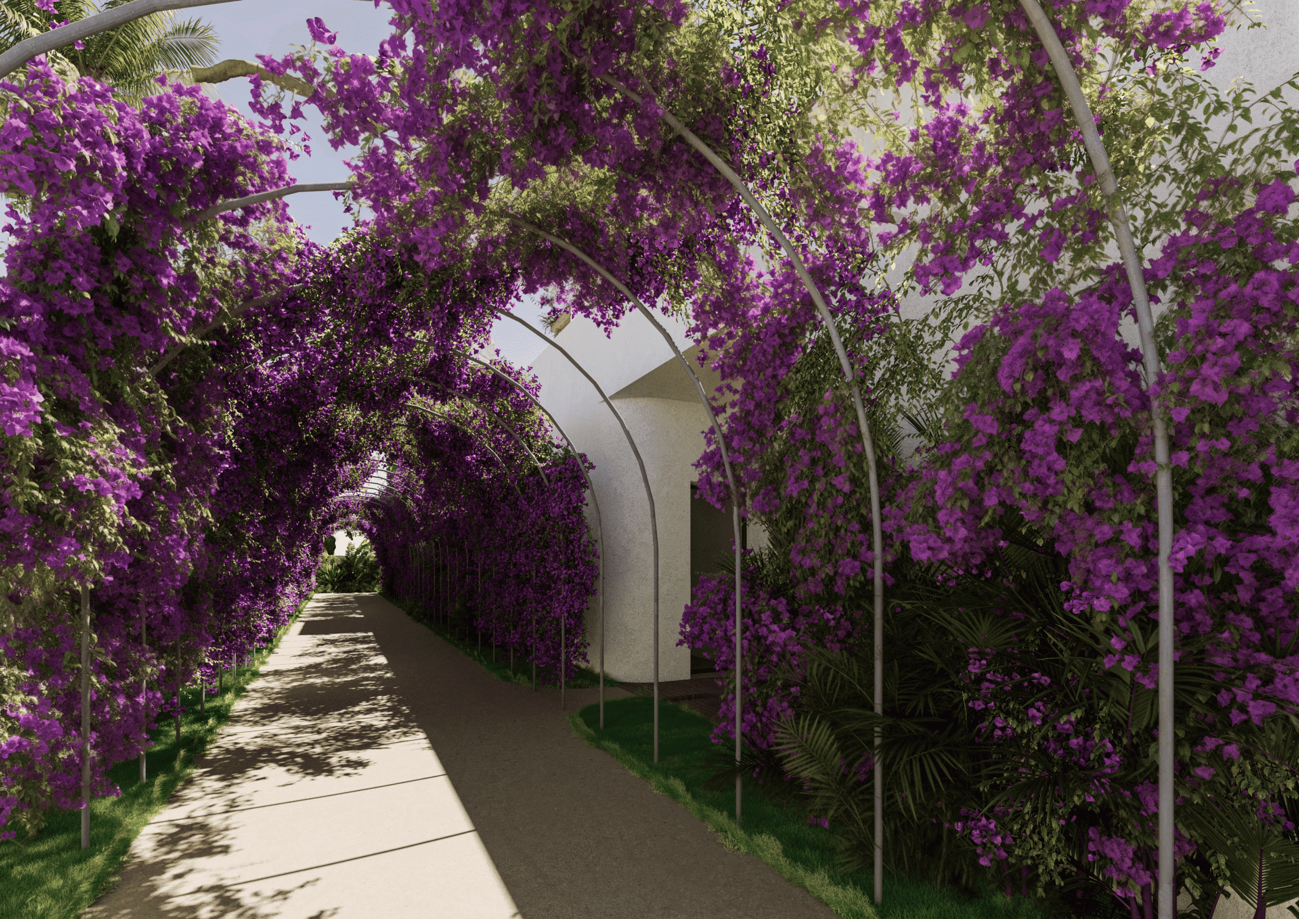 Une allée de jardin conçue par un architecte à Marrakech, couverte d'arches métalliques incurvées avec d'abondantes vignes à fleurs violettes, projette une ombre diffuse sur le chemin en contrebas. Des murs d'immeubles blancs et de la verdure luxuriante bordent les côtés de l'allée.