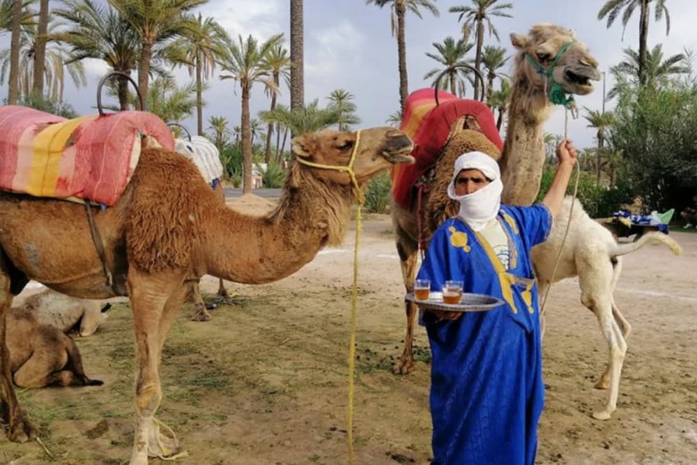 Camel Ride in Marrakech Palmeraie – 1-Hour Tour with Tea & Photos - 2