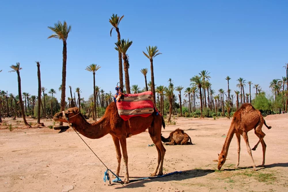 Marrakech Palmeraie Camel Ride – 1 Hour - 3